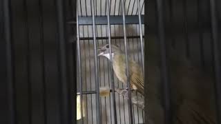 Download lagu Masteran suara tembakan kunti cucak jenggot medan istimewa mp3