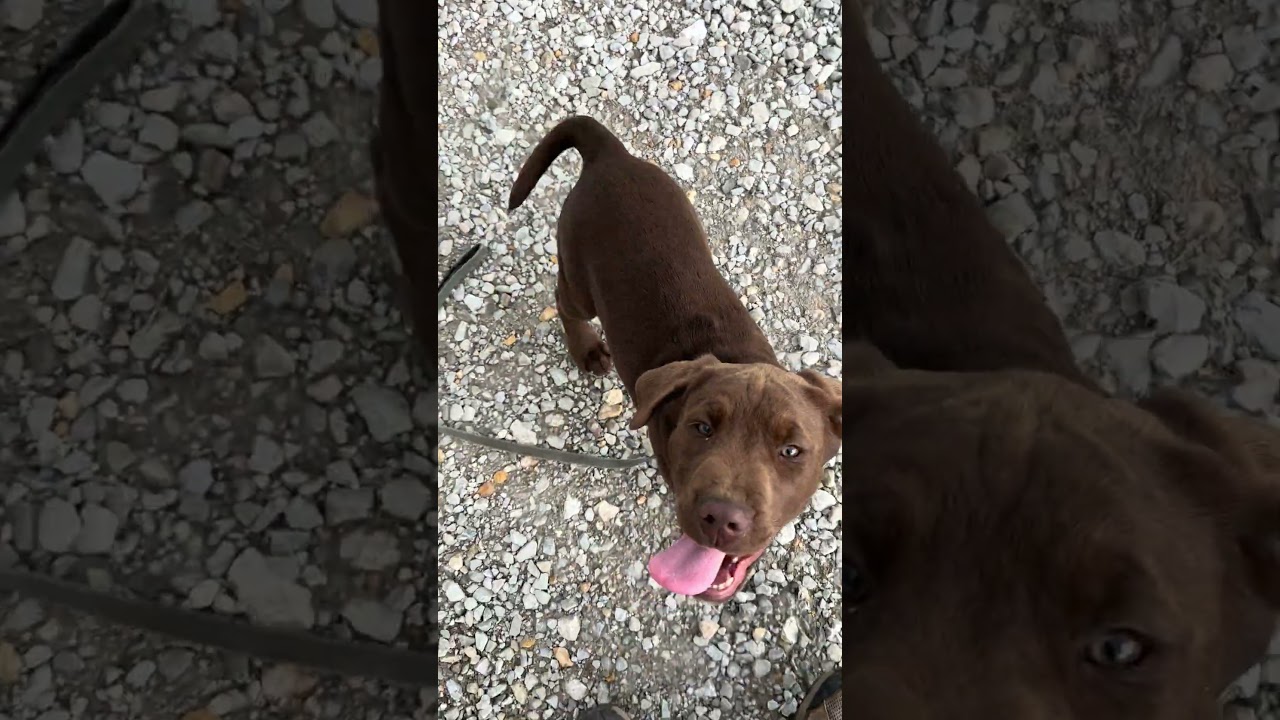 Squiggy - Still wonderful and still available, a Adoptable mixed breed in Green Ridge, MO video 5/5