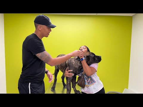 OUR PRESA CANARIO OFFICIALLY HAD HIS HEART SURGERY *MY WIFE GETS EMOTIONAL*