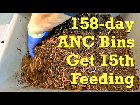 Continued potato growth in 158-day African nightcrawler worm bins - vermicompost