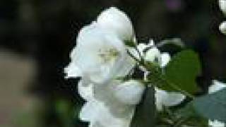 Federico Aubele "Esta noche"