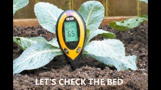 Grow Cabbages club root precautions,  soil amendment making it better.