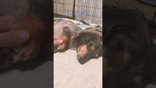 おやすみ前のネルくん🐶 #ミニチュアダックスフンド #眠る #dachshund