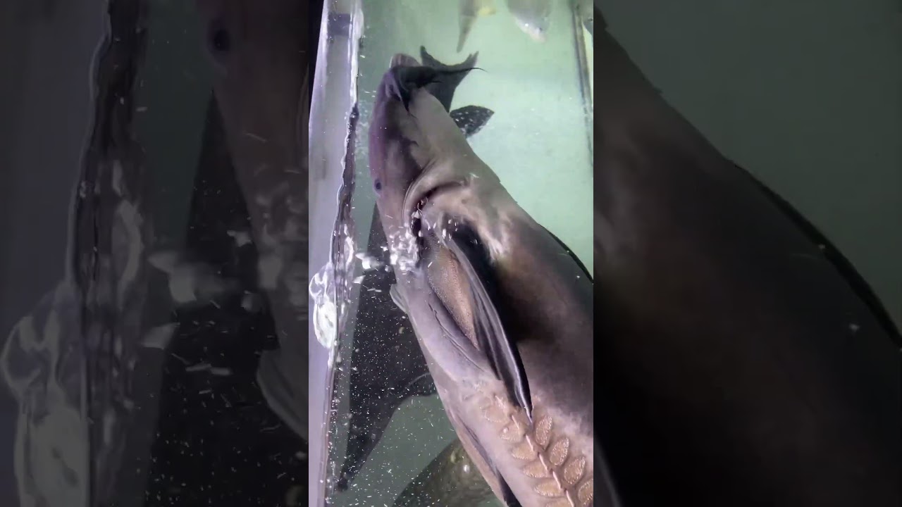 オキシドラス#熱帯魚#大型魚#オキシドラス