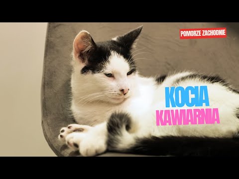 Koci Raj w Szczecinie: Kawiarnia Kota Gacka - Kawa i Miłość do Zwierząt 🐱☕️"