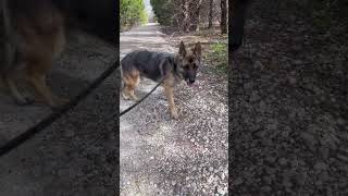 Video preview image #1 German Shepherd Dog-Unknown Mix Puppy For Sale in Rockwall, TX, USA