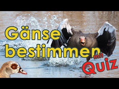 Gänse bestimmen - Jägerprüfung (Federwild III)