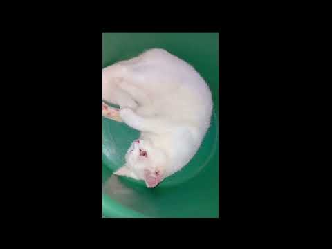 VAISU IN HER GREEN BASIN