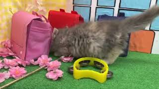 ミヌエットの動画01