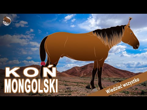 , title : 'Rasa, która wywarła wpływ na prawie wszystkie konie azjatyckie - Koń Mongolski - Rasy koni'