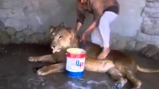 Все кошки не любят водные процедуры :)