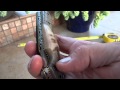 SKC 726 CLINT DKC Knives Custom Hand Made Damascus Hunting Pocket Folding Bowie Knife