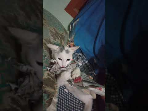 when you don't like the news 📰 ... cat hates newspaper and news 📰 #flashnews #catnews