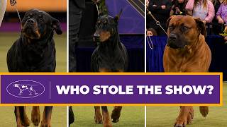 Sorotan Penjurian Working Group Westminster Dog Show 2026