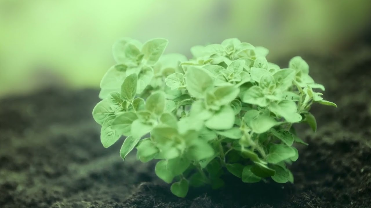 Miniatura do vídeo 2