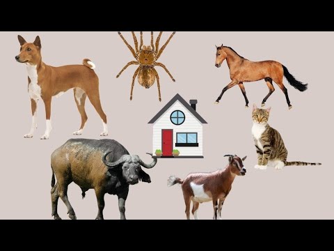 Animals and their home  #funlearnwithjaneesha #animals