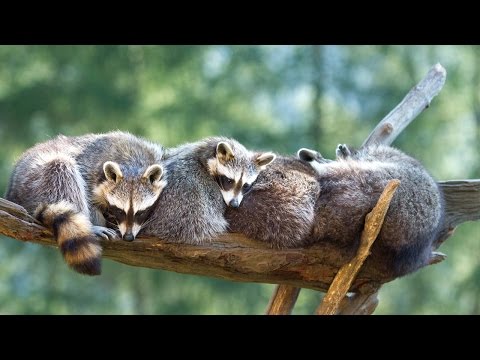 Erlebniswelt Assling