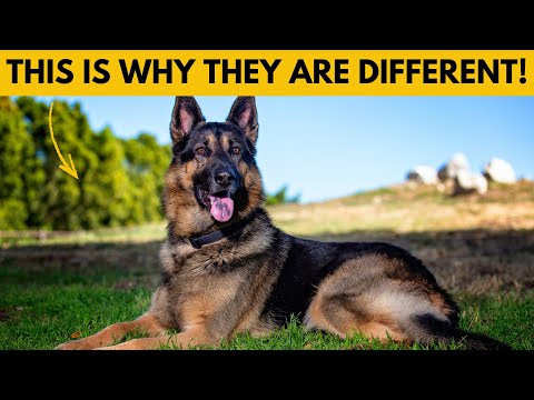 6 Ways German Shepherds Are Different From Other Dogs