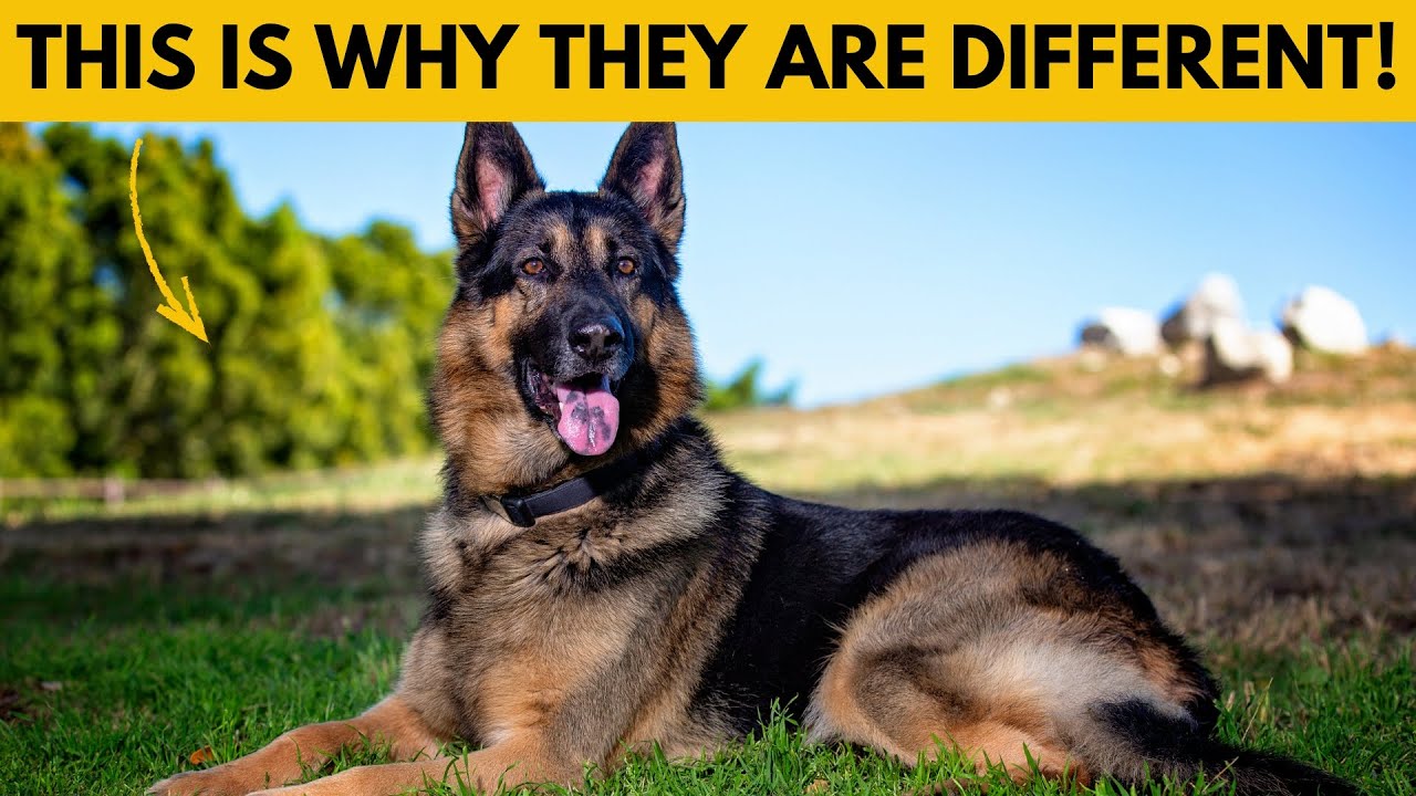 6 Ways German Shepherds Are Different From Other Dogs