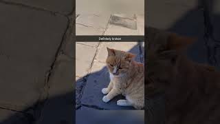 Download lagu Part 41  #funny #cat#ForYouPage#MiniDrama#BehindTheScenes mp3
