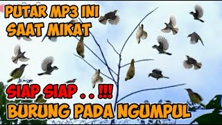 Download lagu SUARA PIKAT MP3 SEMUA JENIS BURUNG PALING AMPUH BURUNG RIBUT KOMBINASI BURUNG KECIL #mikatburung mp3 Download lagu SUARA PIKAT MP3 SEMUA JENIS BURUNG PALING AMPUH BURUNG RIBUT KOMBINASI BURUNG KECIL #mikatburung mp3