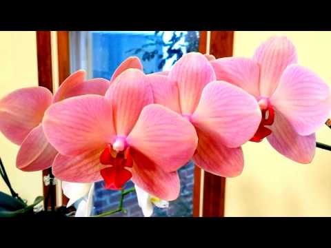 How I started my orchid collection in water culture.   Tips on getting started.