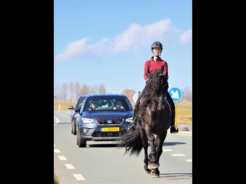 Stal Okkema's Ymte - Tsjalle x Harmen - Star Stallion - 2015 - 1.63m