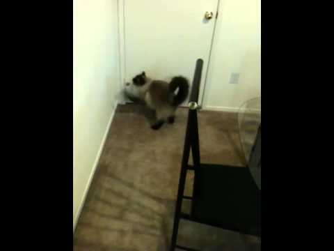 Andy the Ragdoll kitty cat attacking a mouse