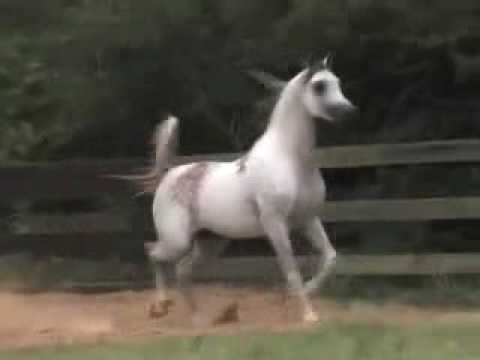 Arabian Stallion-             Shakir El Marwan