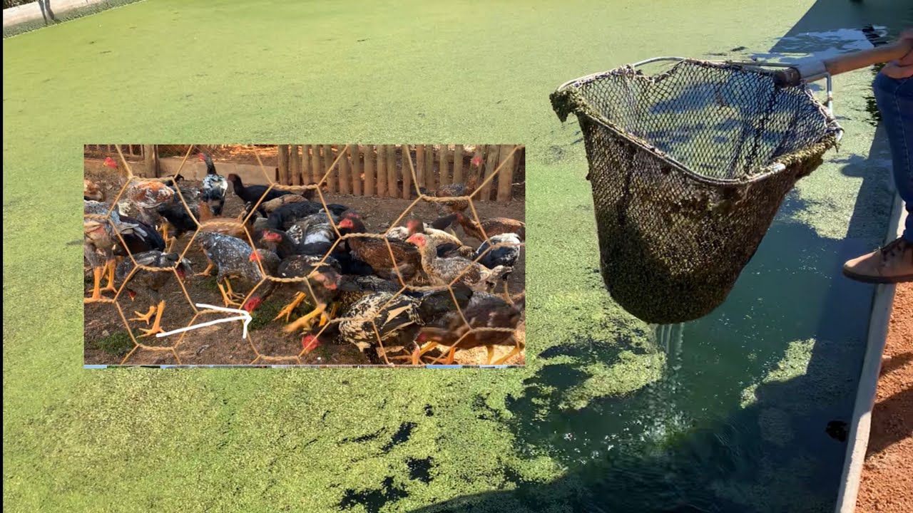 FABRÍCIO E A ENGORDA DE FRANGOS COM ALGAS | LEMNA 40 % PROTEÍNA