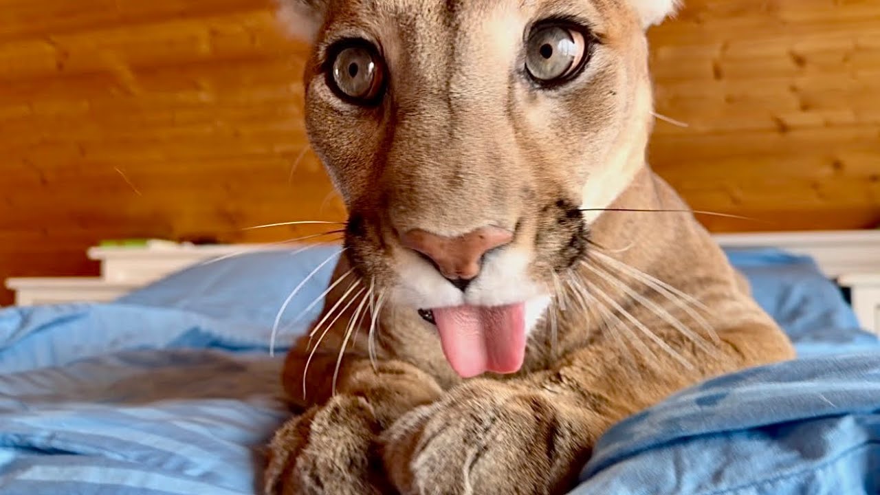 Доверие подорвано: Пума Месси не ожидал такого подвоха. ХИТРОСТЬ ВЕКА удалас