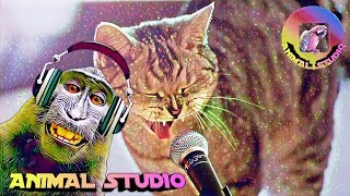 Приколы про животных,Видео приколы ,танцующих животных,приколы 2019