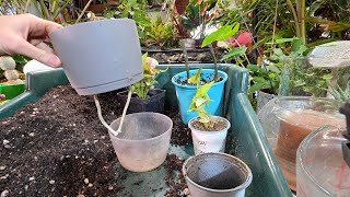 Tending to Tired Plants