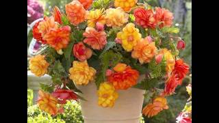 Elisabeth Withers - Simple Things