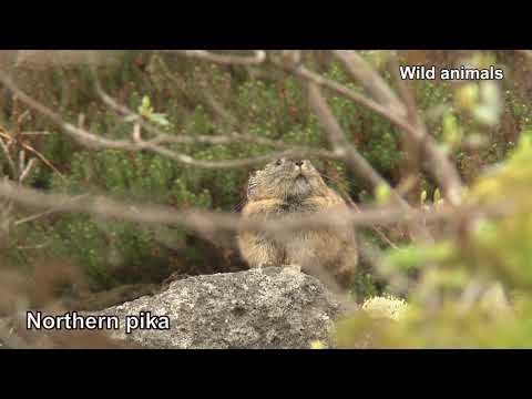 Wonderful HOKKAIDO/Wild animal （English）