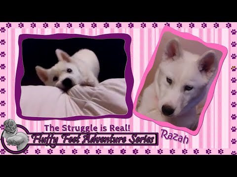 The Struggle is Real!!!