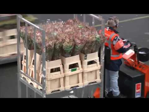 FloraHolland Aalsmeer Flower Auction - Starring Bri
