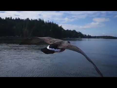 Animalsdt  dangerzone goose flies in slowmotion next to boat