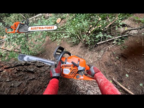 Husqvarna 564 XPG Fuel Inject Fällung im Steilhang