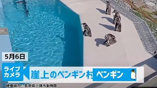 【ライブカメラ】GW限定 崖上のペンギンライブカメラ <映像提供:小諸市動物園>2025年5月6日(火) #gw