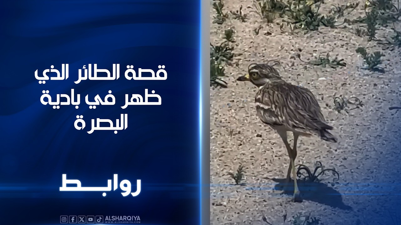 فيديو | قصة الطائر الذي ظهر في بادية البصرة | روابط