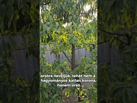 Őszibarack orsóra nevelve videó