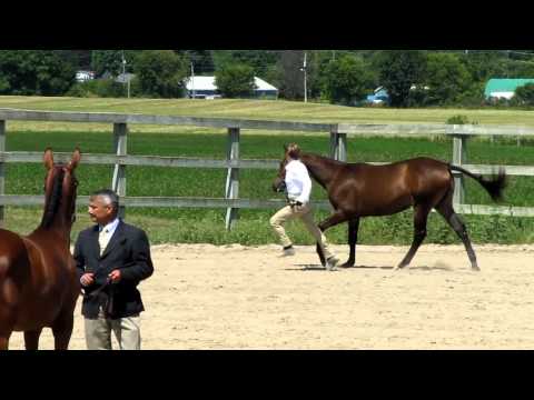 Nathalie first show with her yearling