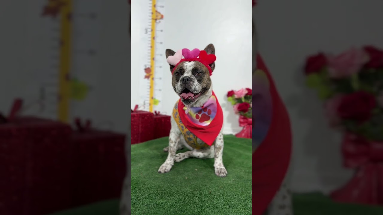 Enlarge Popsicle-One of our Amazing Rescue Dogs, a Adoptable mixed breed in Burbank, CA video 2/2