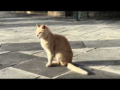 The cats of Floriana