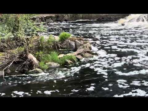 Heron at the South Natick Dam Park, Massachusetts