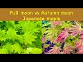 Full Moon Vs Autumn Moon Japanese Maple