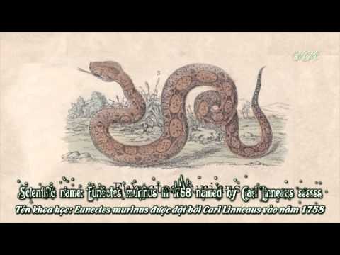 [Lyrics+Vietsub] Anaconda (The Educational Ver.)