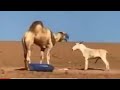 Camel Donkey Mating Results To A Fierce Fight Punda Apigwa Na Ngamia Akitaka Kujamiaba Naye