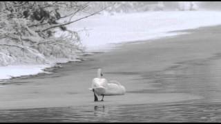 preview picture of video 'Whooper Swans on a Freezing River in Midwinter.'